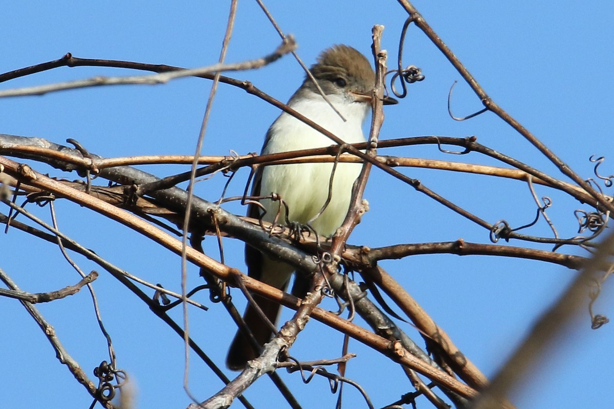 Ash-throated Flycatcher - ML645911648