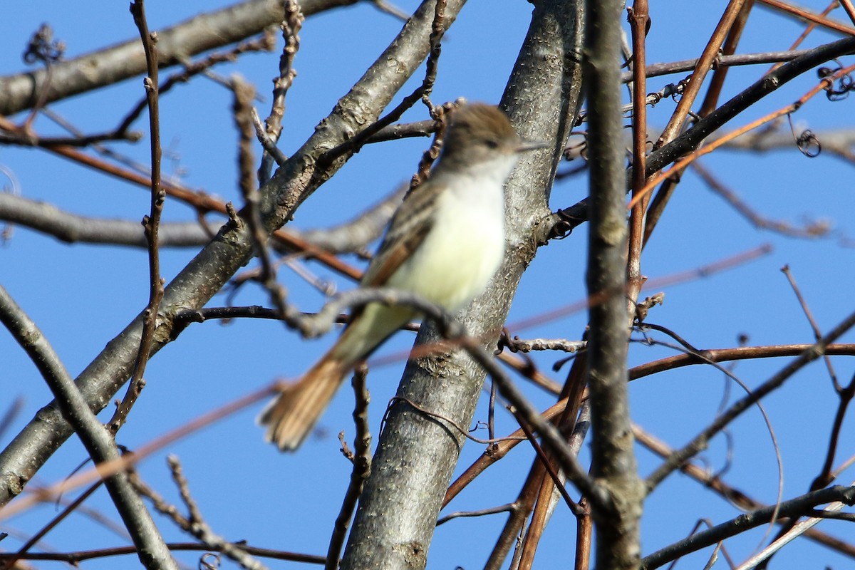 Ash-throated Flycatcher - ML645911649
