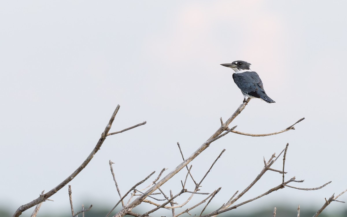 rybařík pruhoprsý - ML645911650