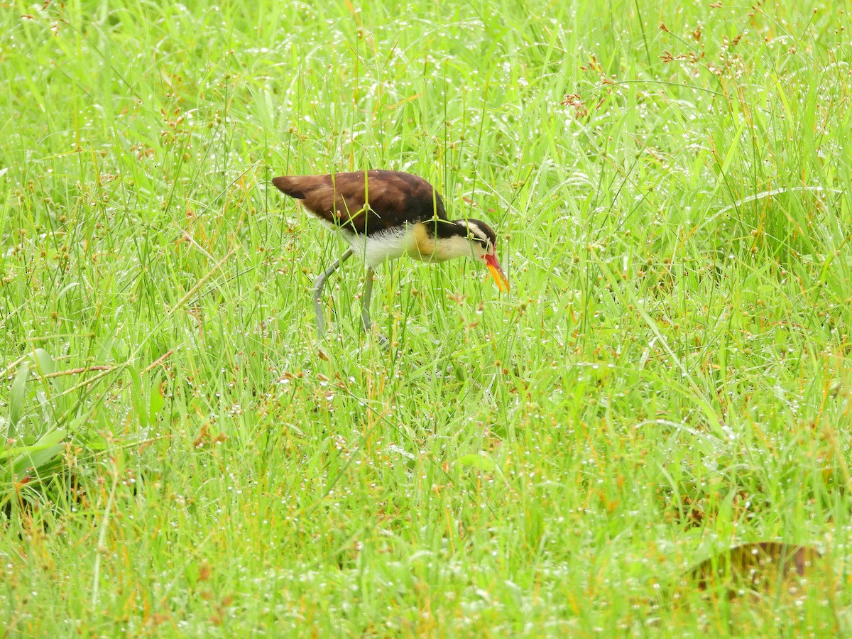 ostnák jihoamerický - ML645911653