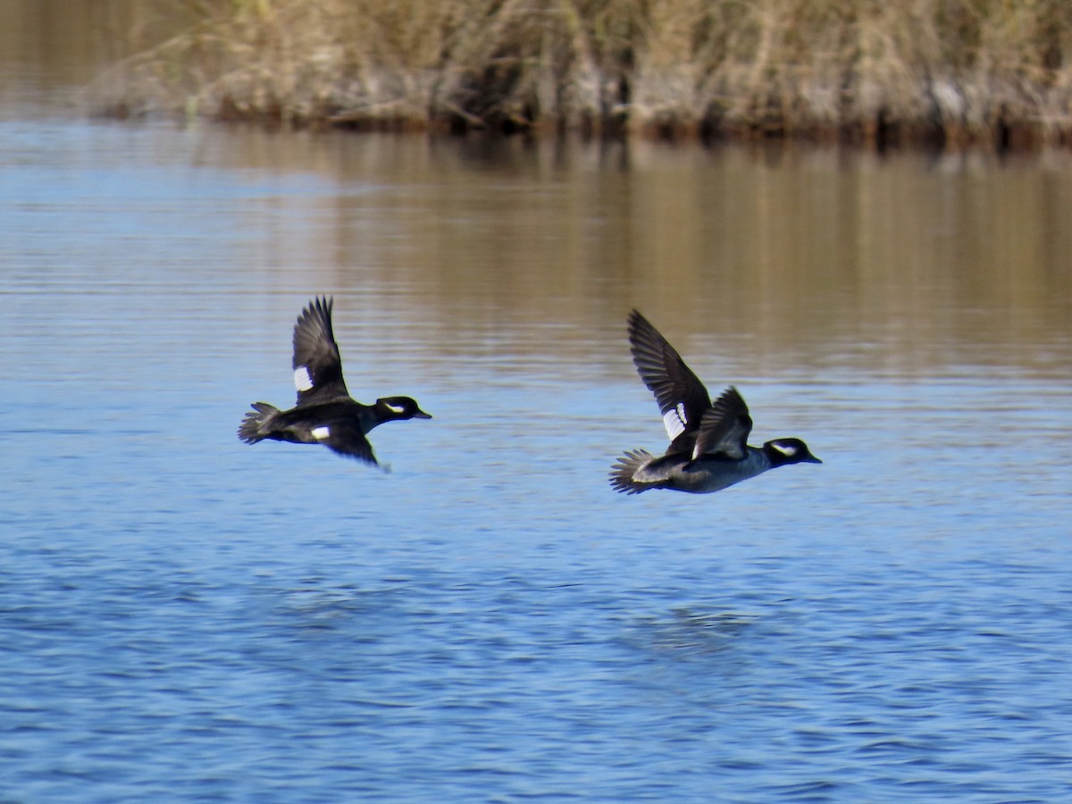 hohol bělavý - ML645911655