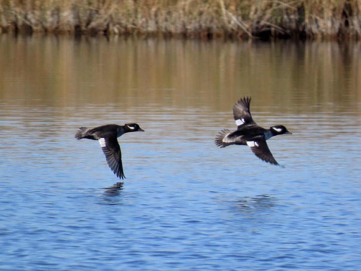 hohol bělavý - ML645911658