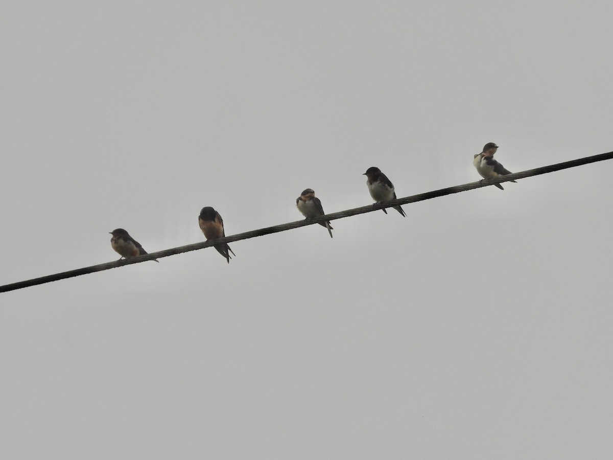 vlaštovka obecná - ML645911660