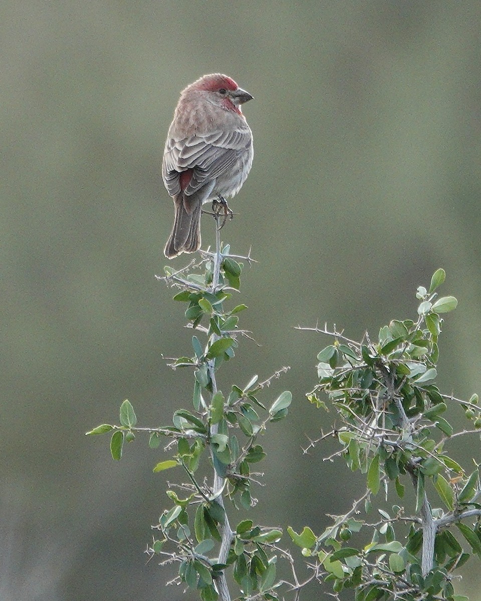 hýl rudoprsý - ML645911661