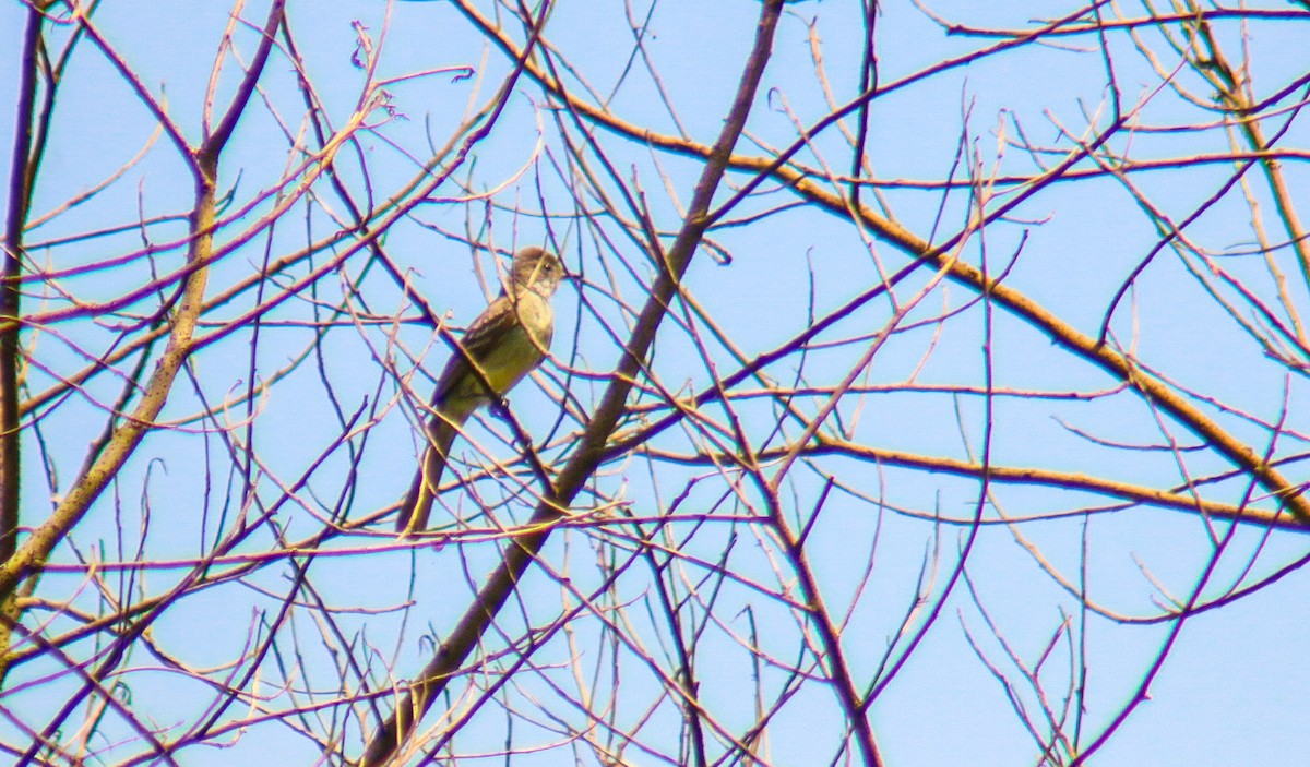 Large Elaenia - ML645911662