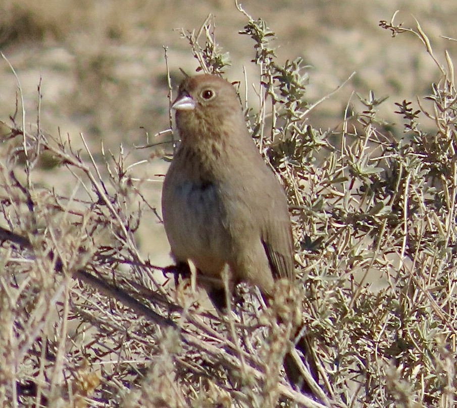 Canyon Towhee - ML645911664