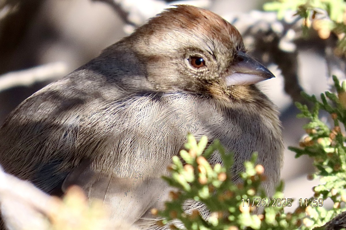 Canyon Towhee - ML645911665
