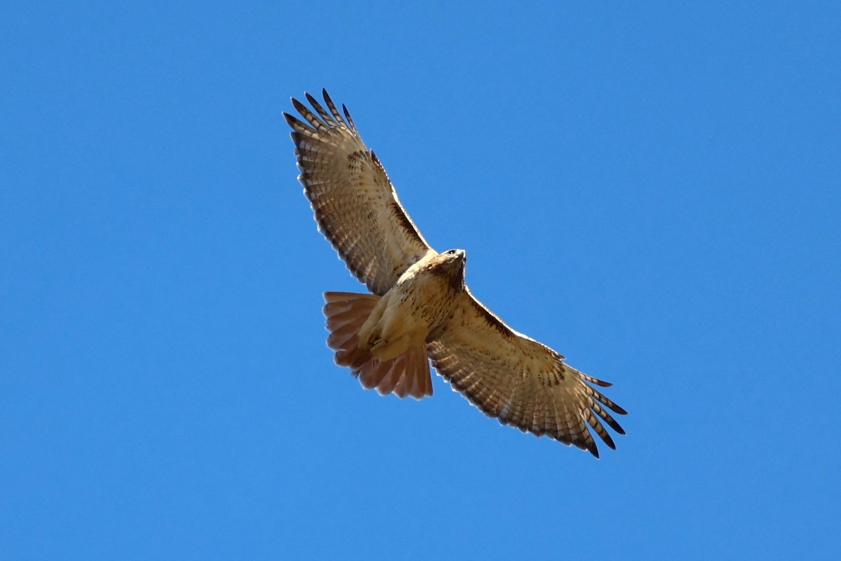 káně rudochvostá - ML645911674