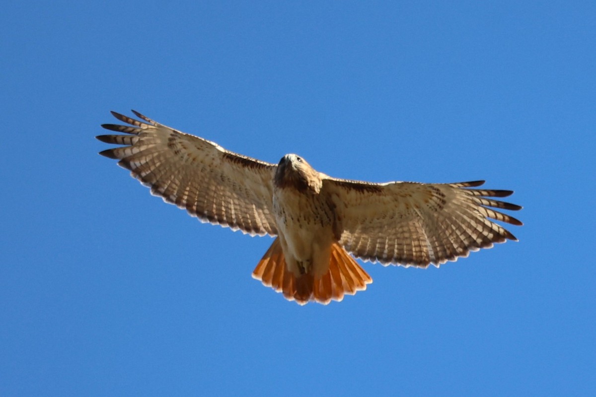 káně rudochvostá - ML645911675