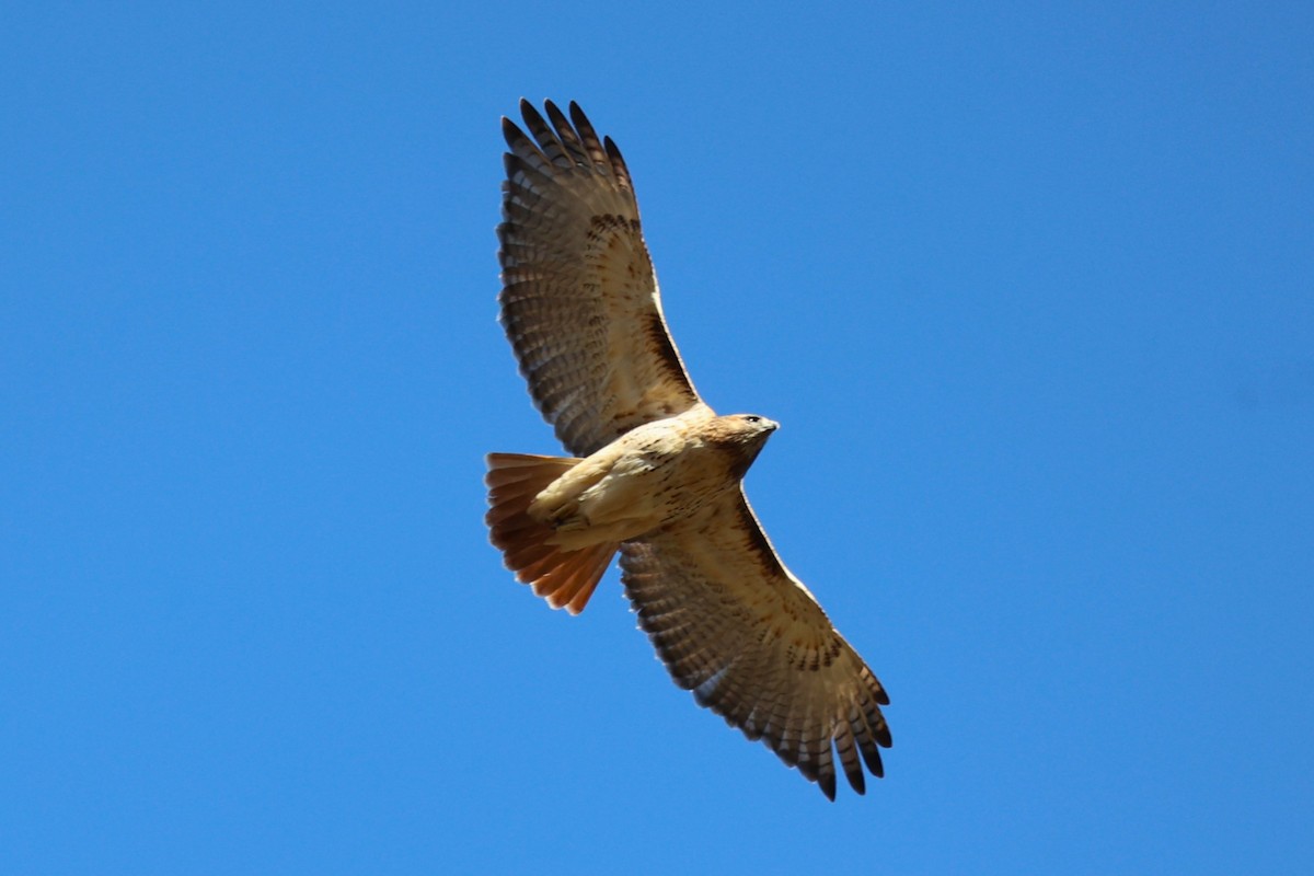 káně rudochvostá - ML645911676