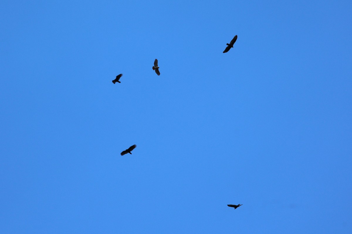 káně rudochvostá - ML645911677