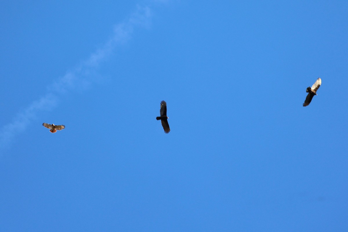 káně rudochvostá - ML645911678