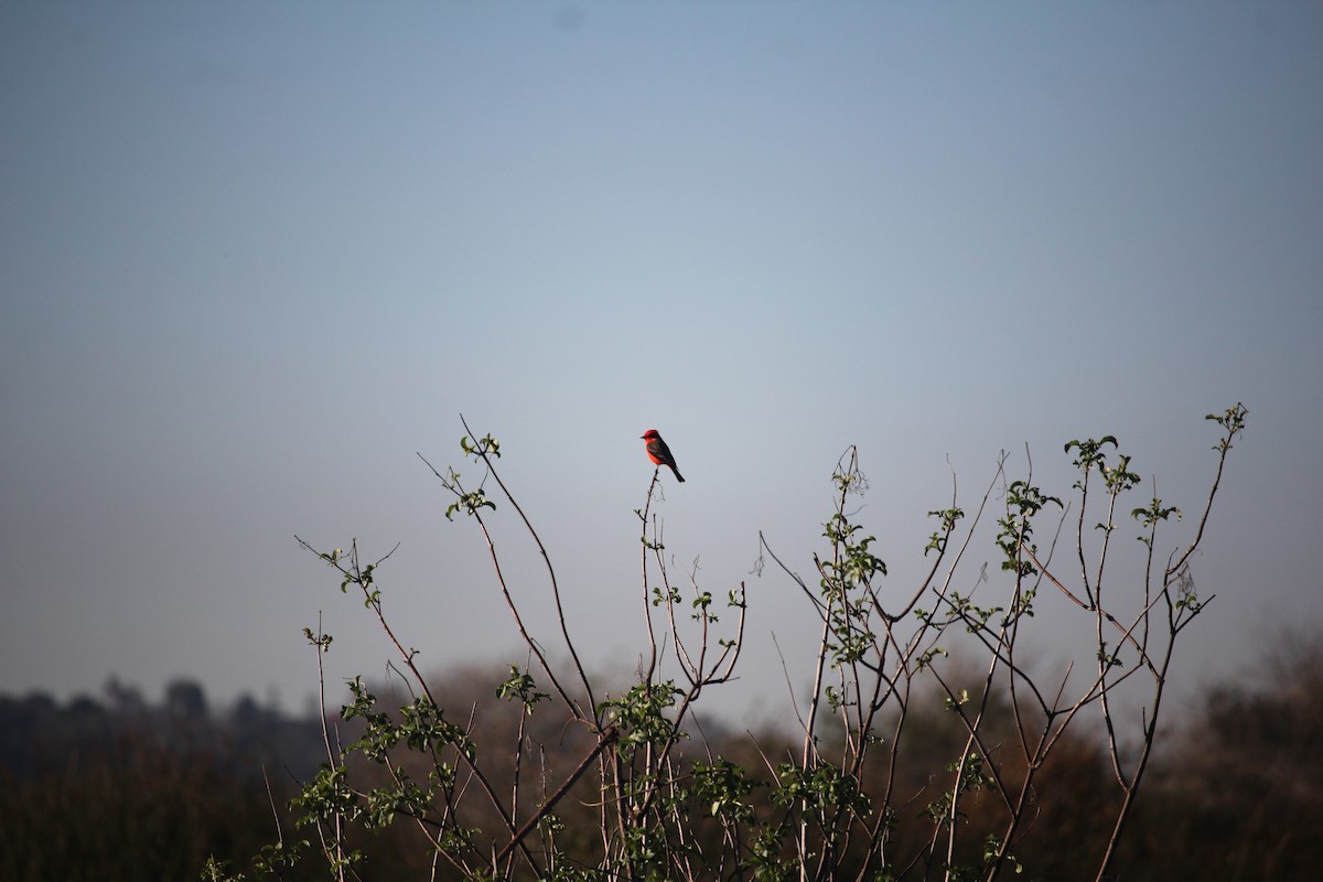 Vermilion Flycatcher - ML645911679