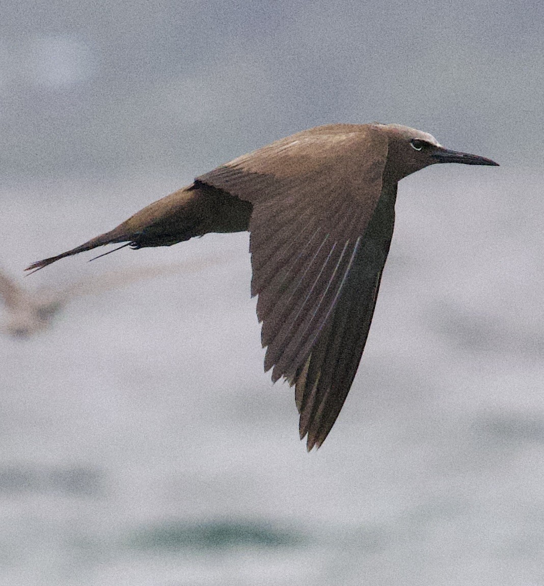 nody obecný - ML645911680