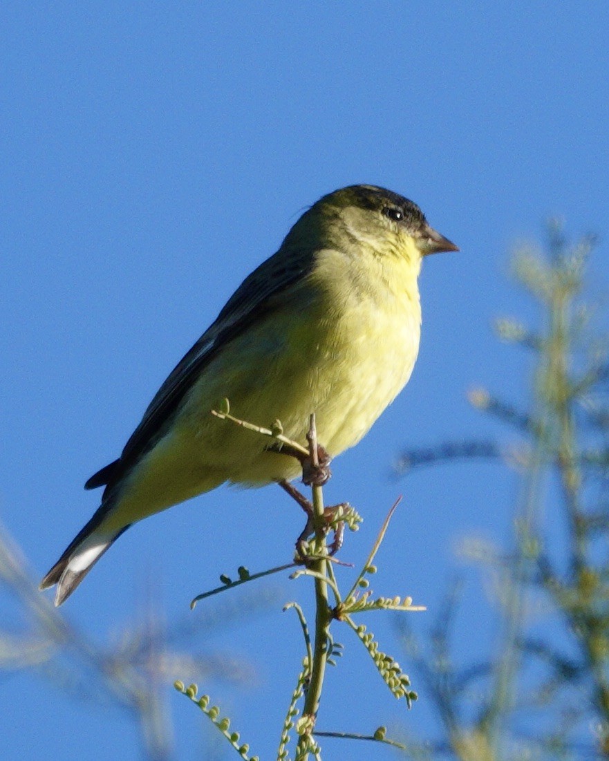Lesser Goldfinch - ML645911690