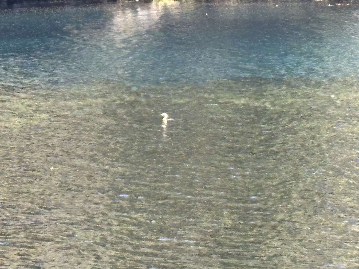 Pied-billed Grebe - ML645911691