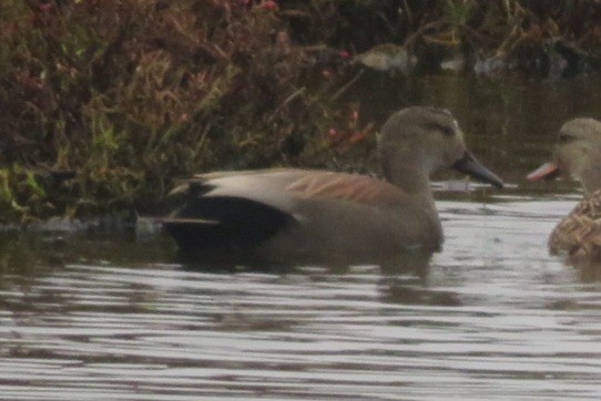 kopřivka obecná - ML645911694