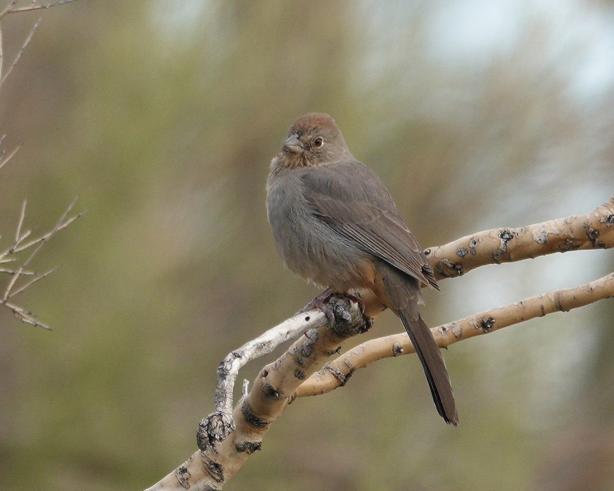 Canyon Towhee - ML645911701