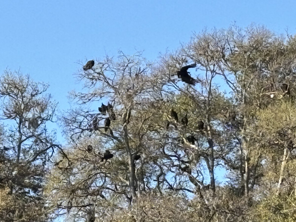 Turkey Vulture - ML645911707
