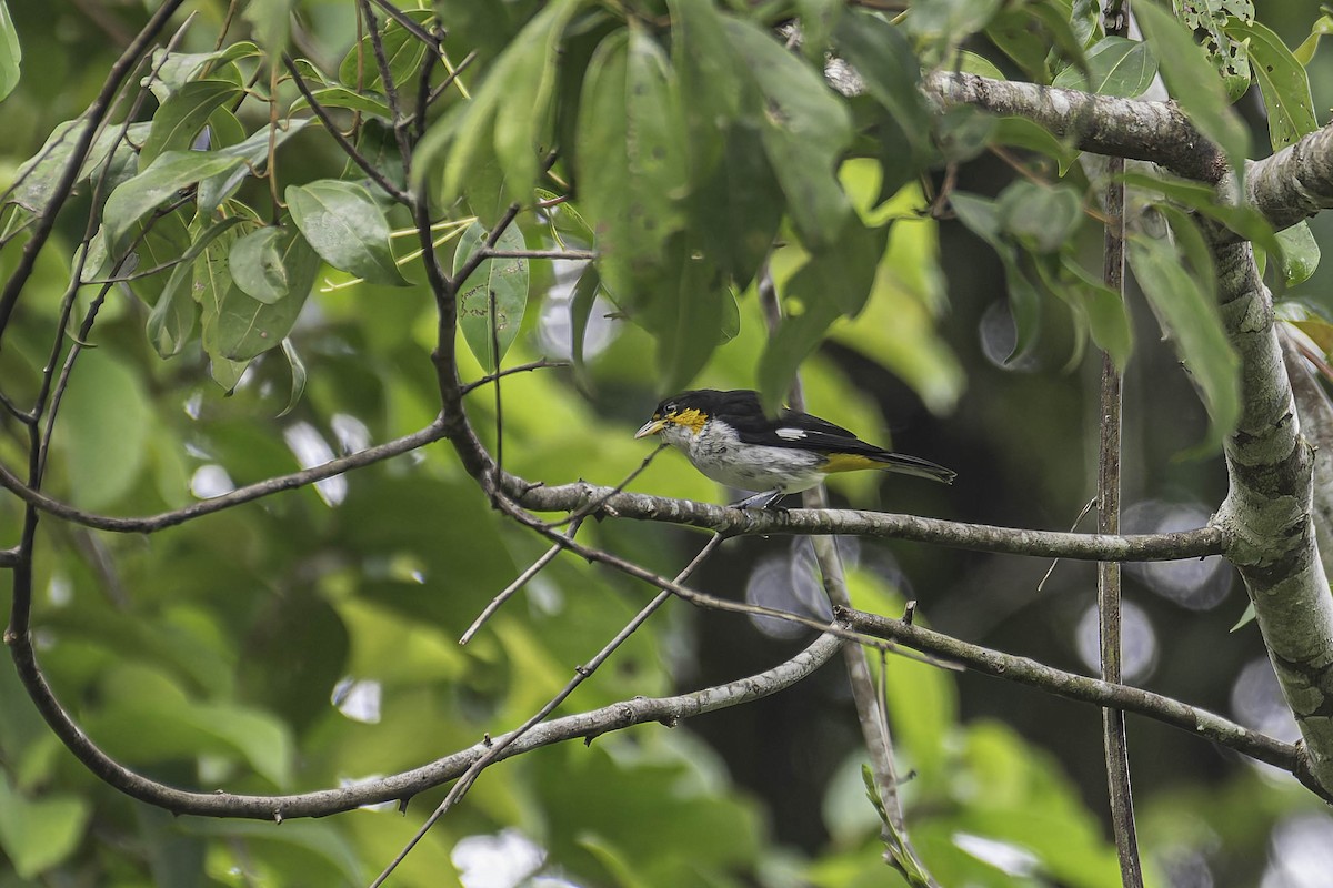 Yellow-backed Tanager - ML645911714