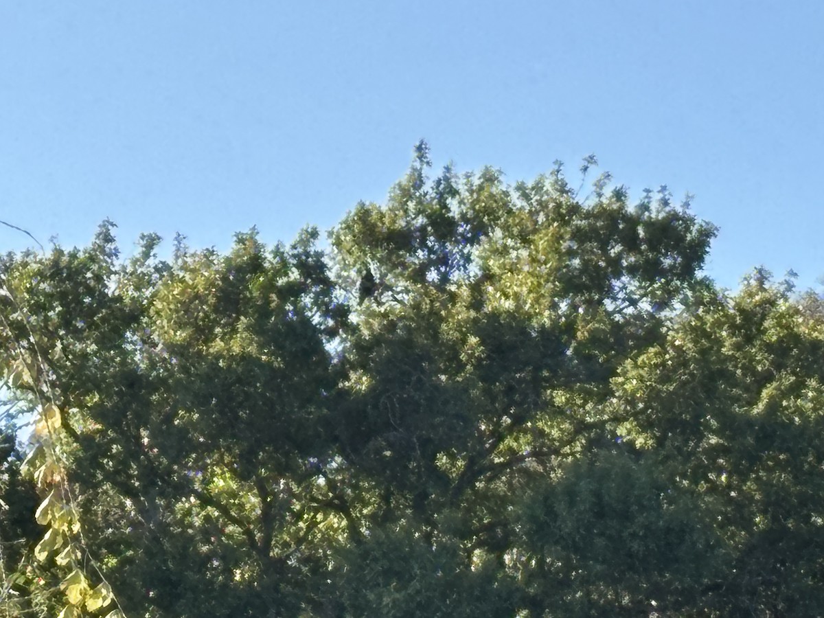 Busardo (Buteo) sp. - ML645911717