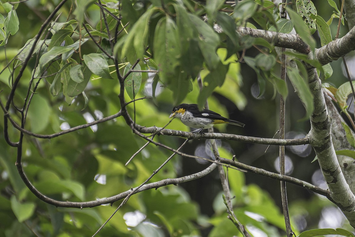 Yellow-backed Tanager - ML645911719