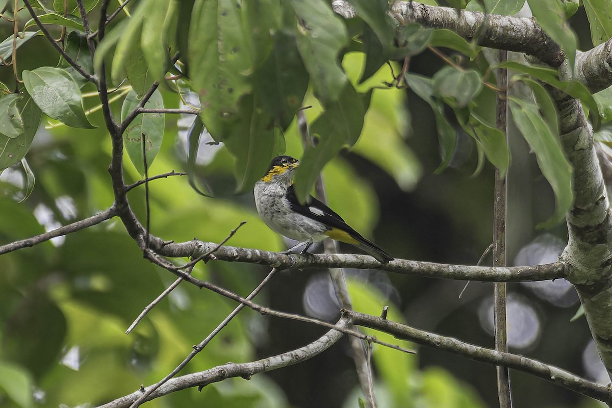 Yellow-backed Tanager - ML645911727