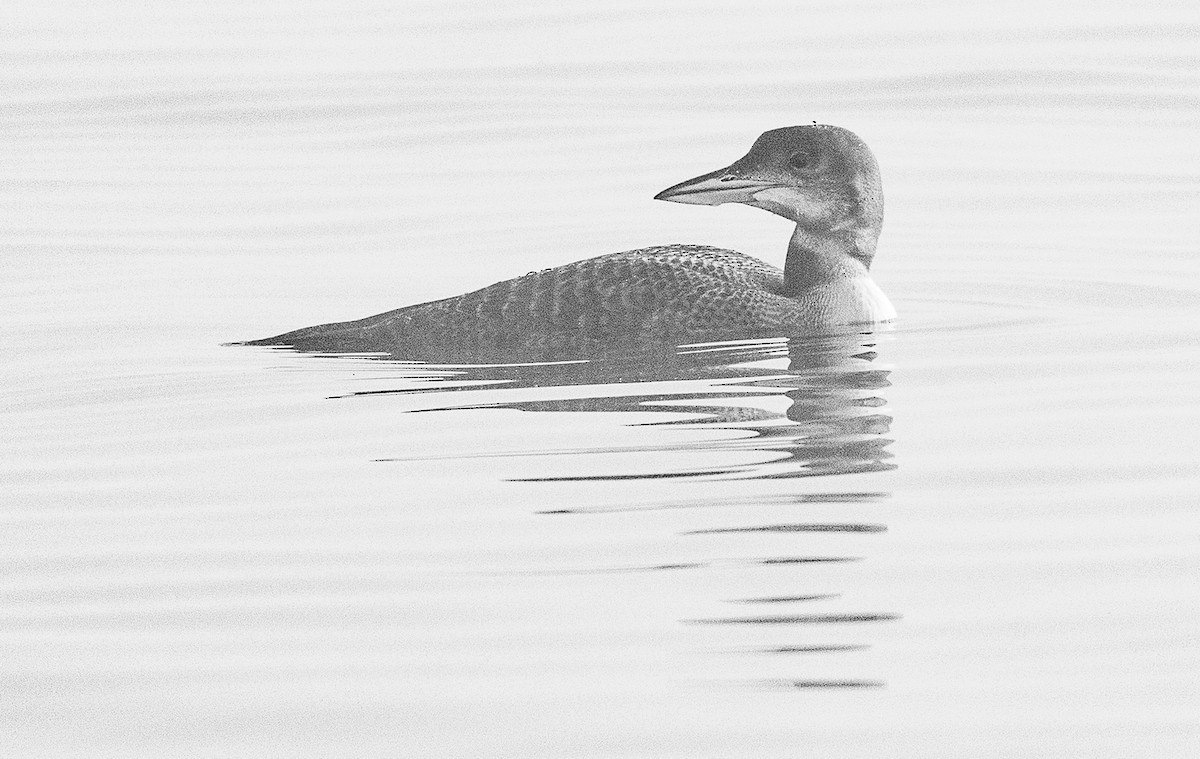Common Loon - ML645911737