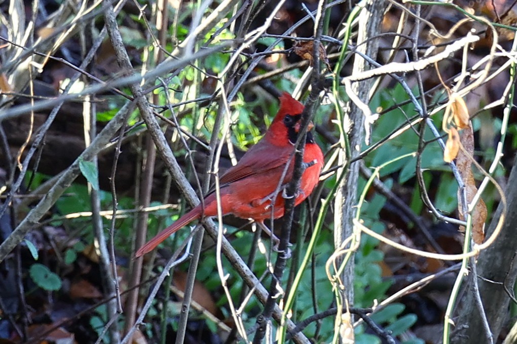 Northern Cardinal - ML645911739