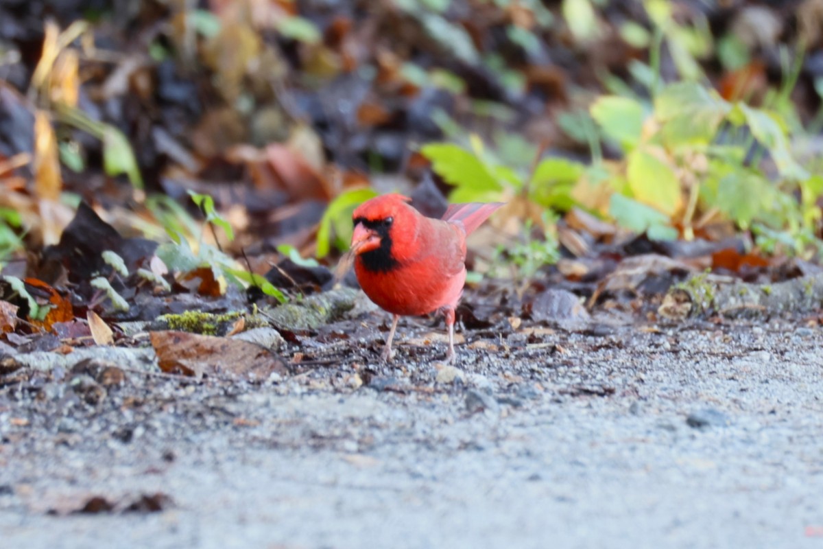 Northern Cardinal - ML645911740