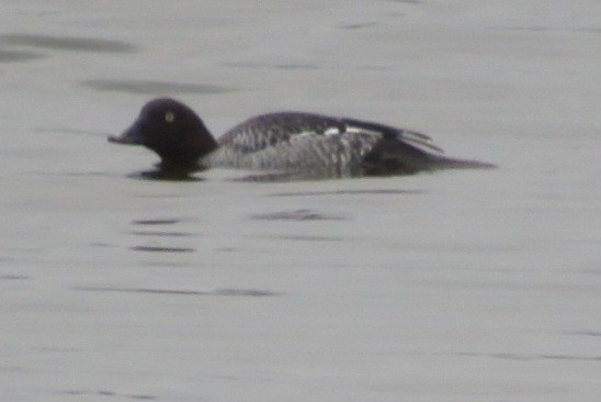 Common Goldeneye - ML645911741