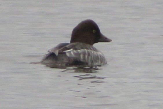 Common Goldeneye - ML645911742