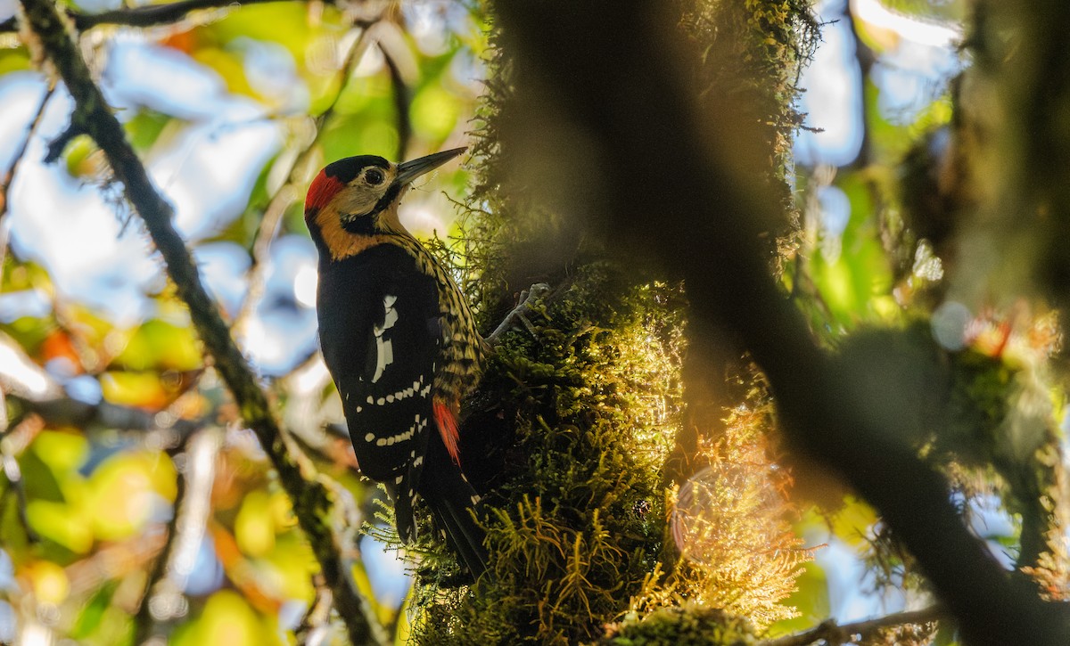 Дятел смугасточеревий - ML645911768