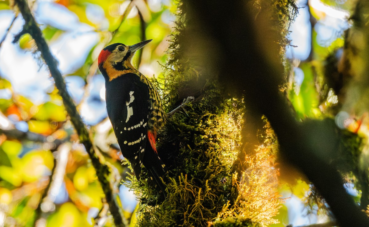 Дятел смугасточеревий - ML645911769