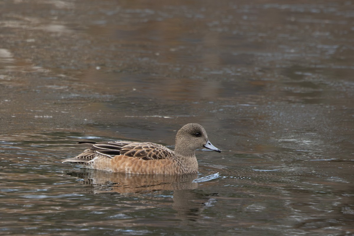 amerikablesand - ML645911771