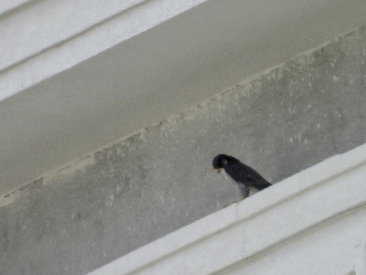 Peregrine Falcon - ML645911772