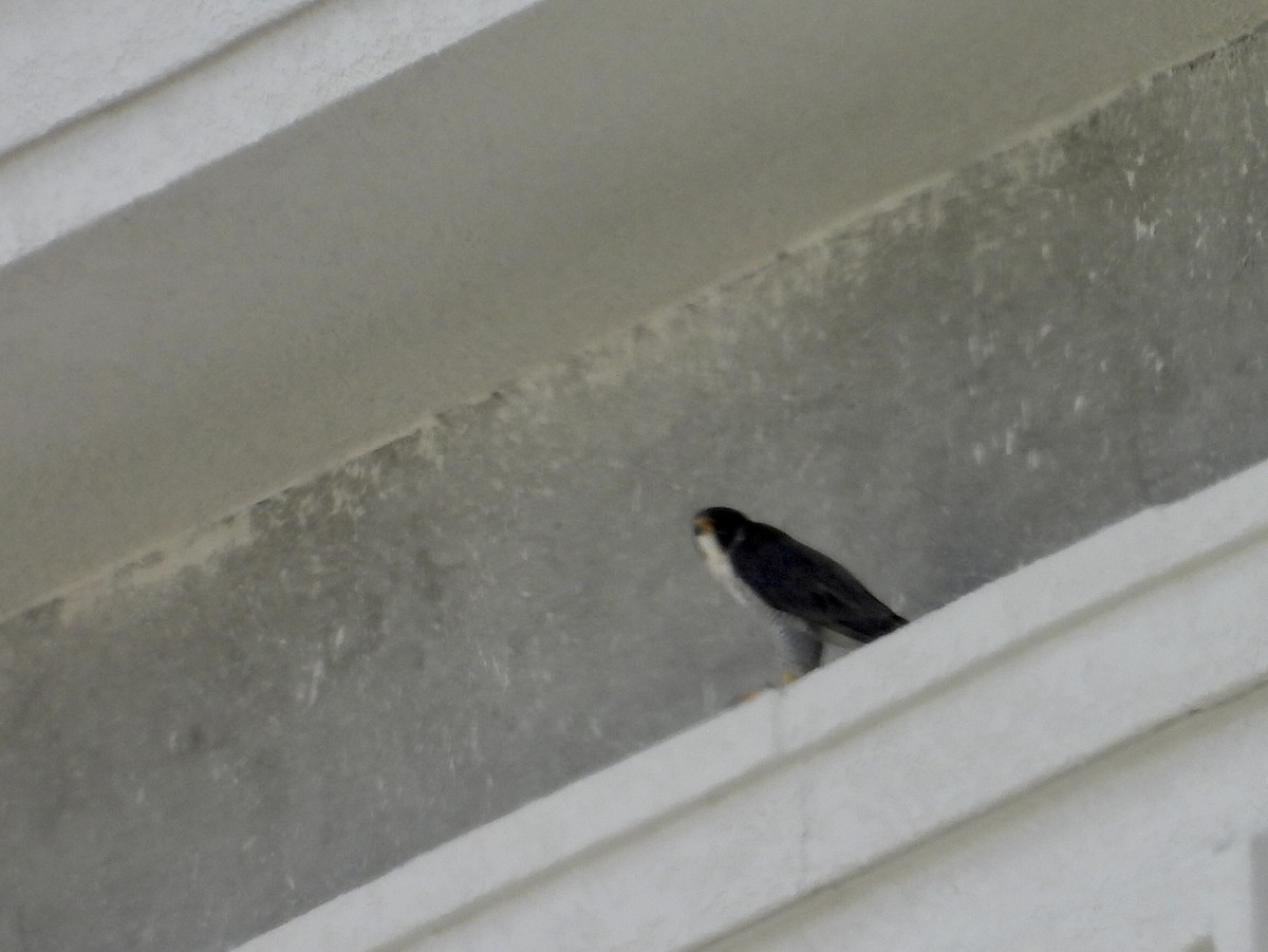 Peregrine Falcon - ML645911773