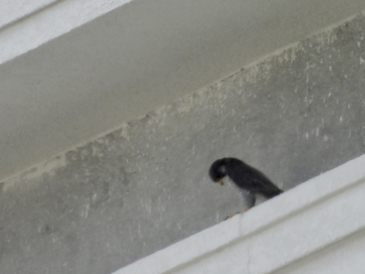 Peregrine Falcon - ML645911774