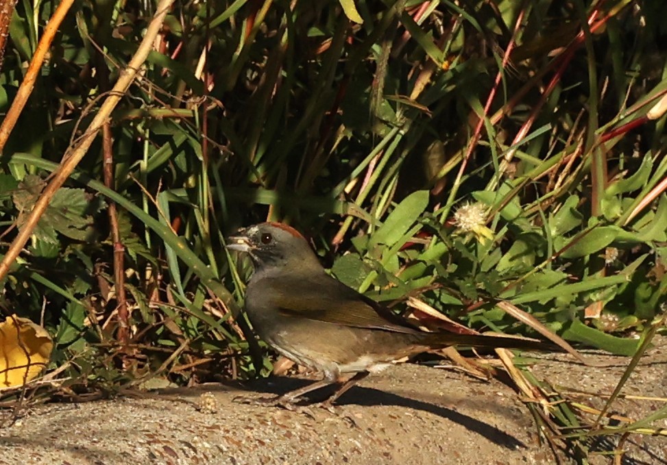 Tohi à queue verte - ML645911784