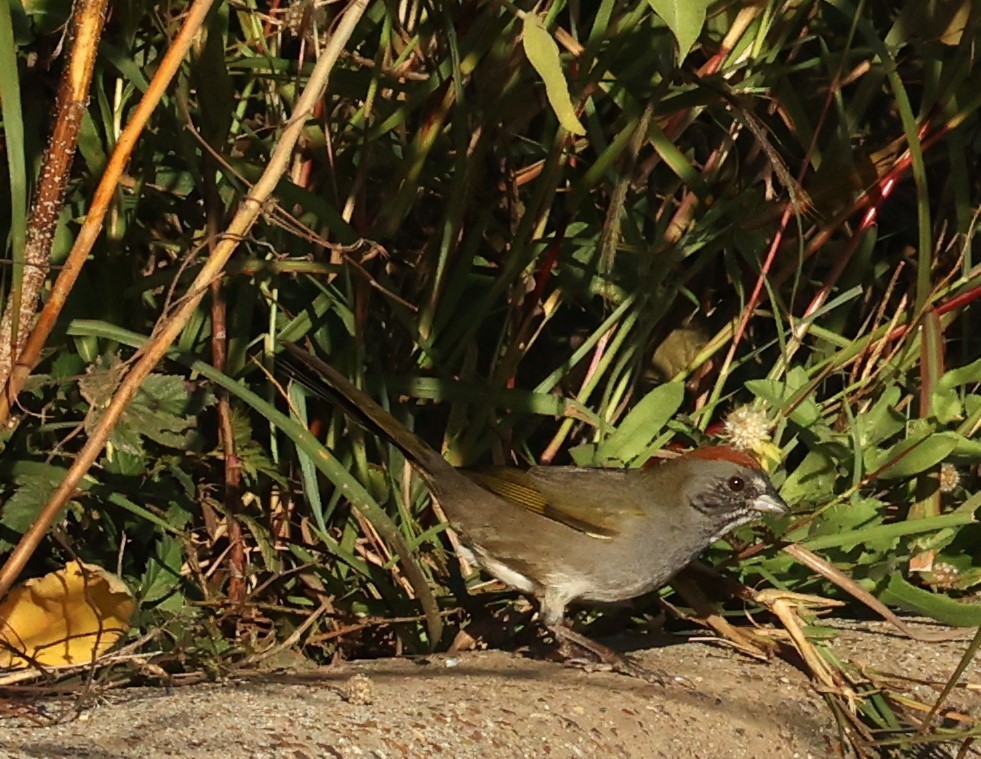 Tohi à queue verte - ML645911786