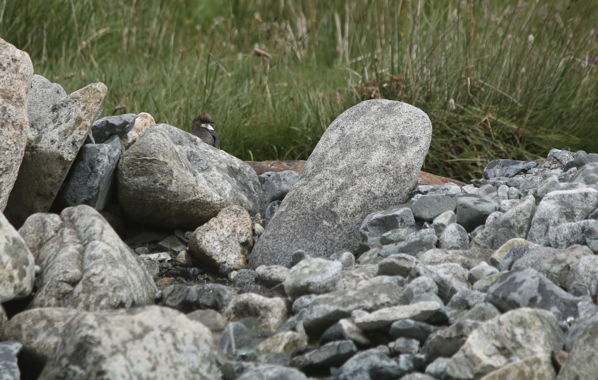 White-throated Dipper - ML645911788