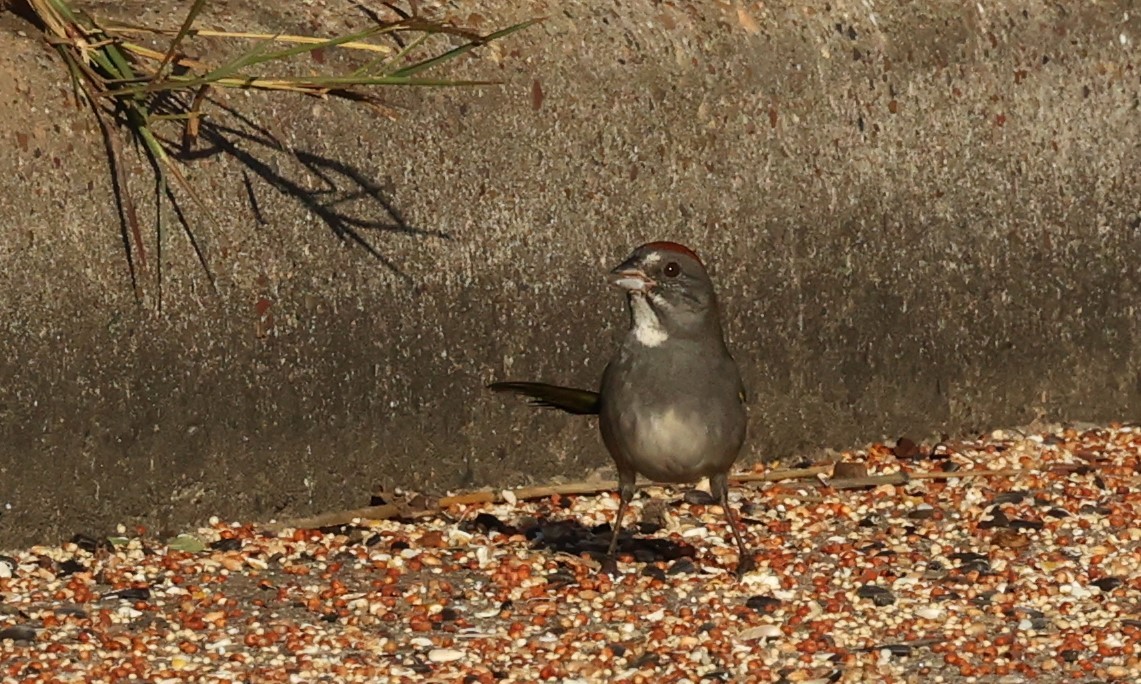 Tohi à queue verte - ML645911791