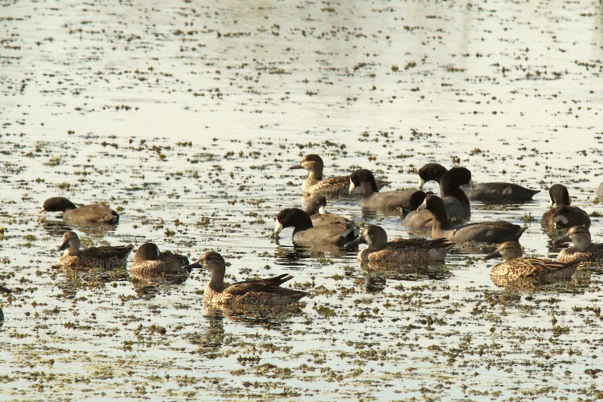 Blue-winged Teal - ML645911793