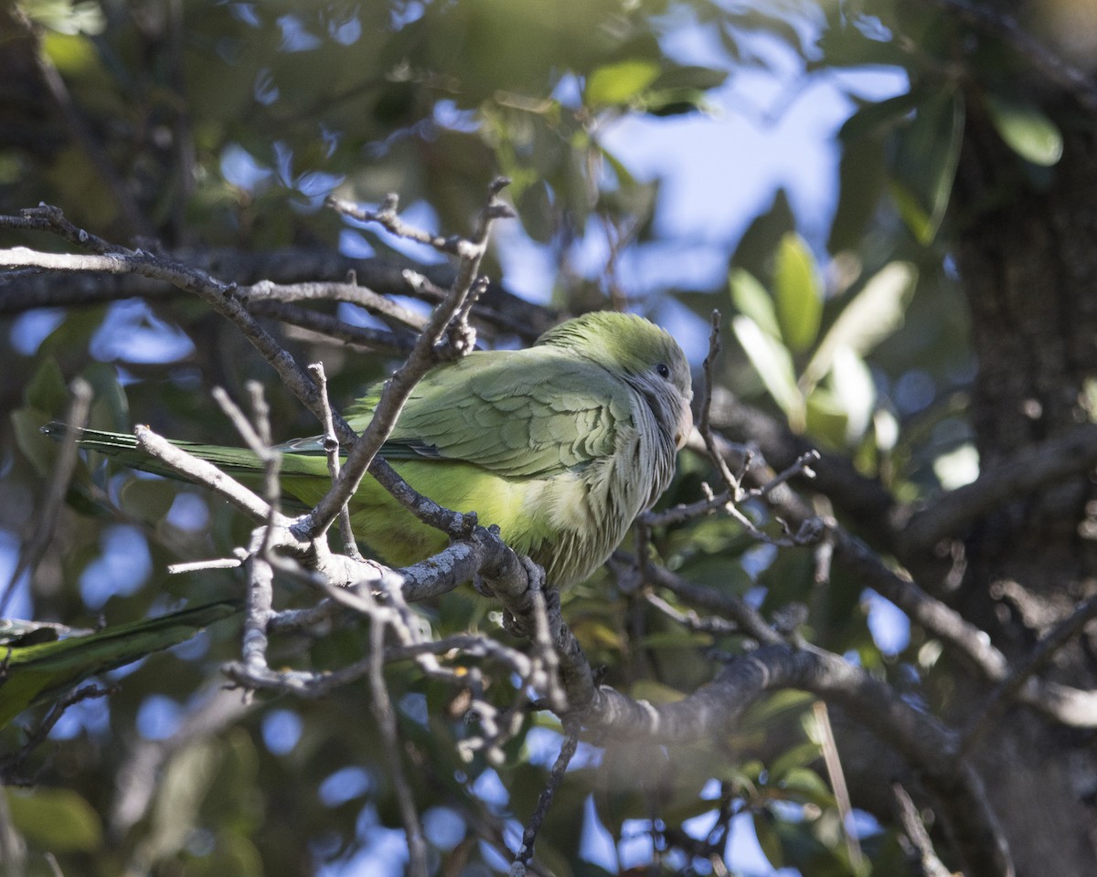 Калита сіроволий - ML645911797