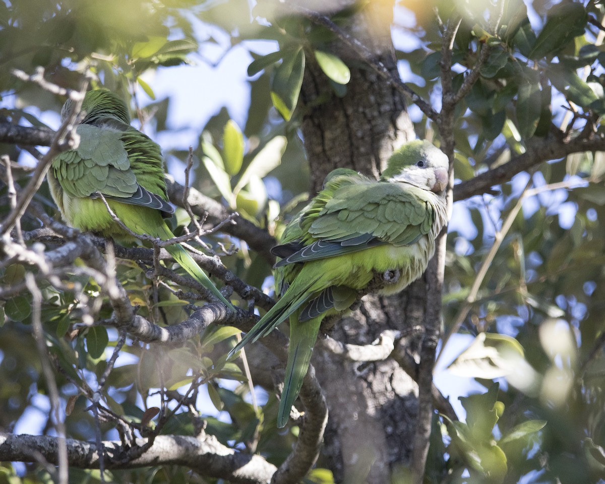 Калита сіроволий - ML645911798