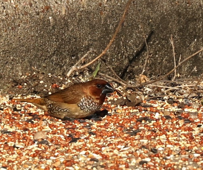 Capucin damier - ML645911799
