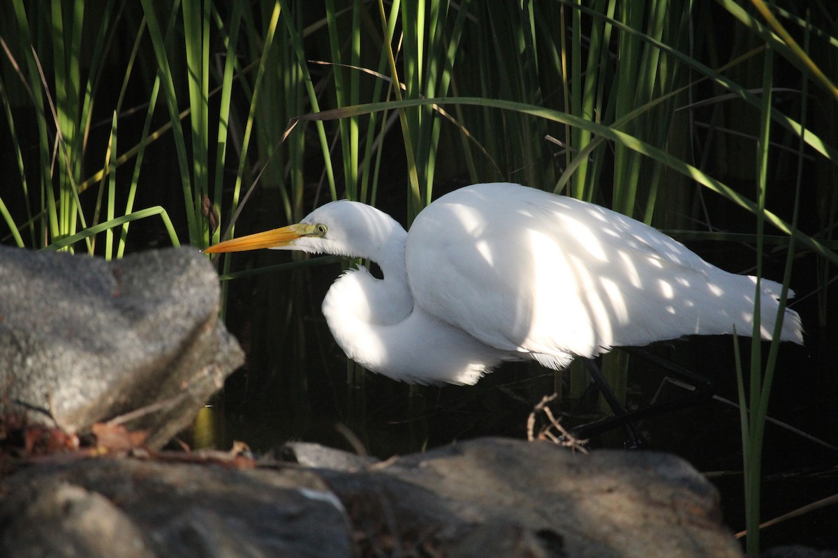 Airone bianco maggiore - ML645911802