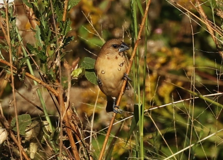 Capucin damier - ML645911803
