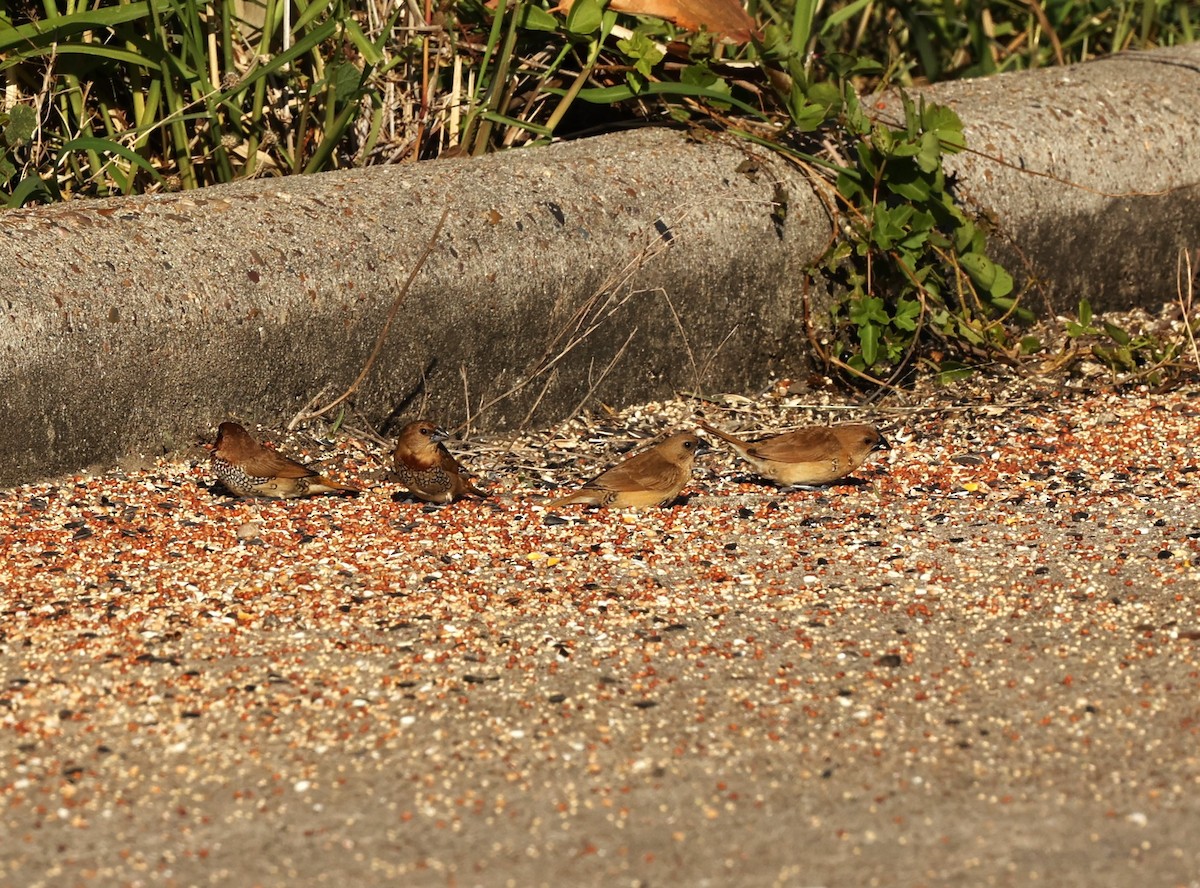 Capucin damier - ML645911810