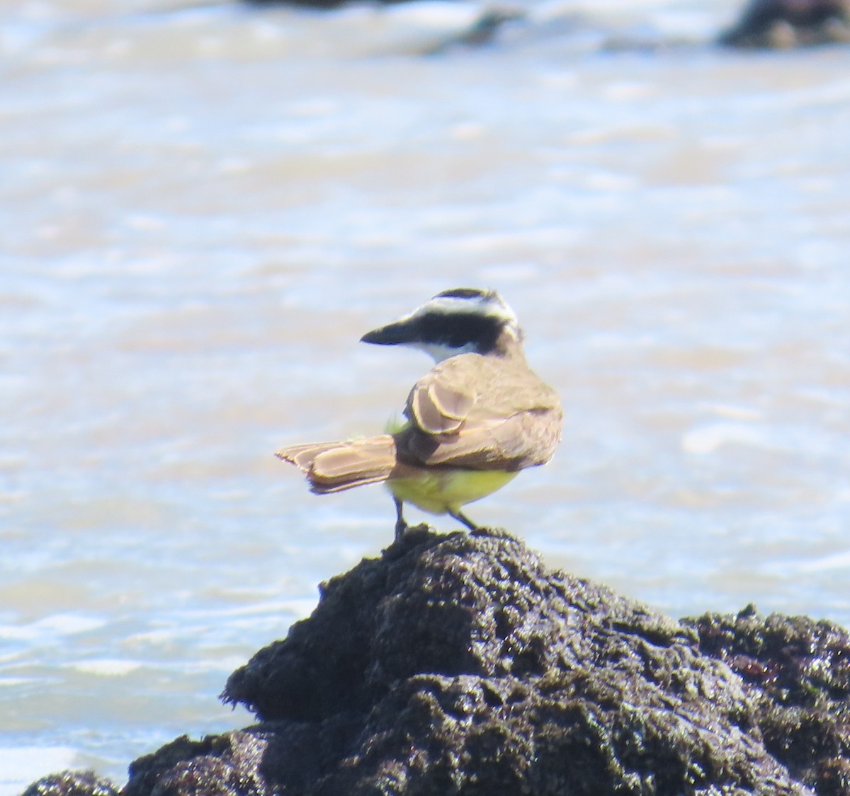 Great Kiskadee - ML645911811